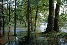 Auwald überflutet